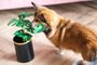 Cachorro Corgi com uma planta. Foto: Justyna / stock.adobe.comFonte: 636971202<!-- NICAID(15704239) -->