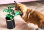 Pet pode comer planta? É sinal de dor de estômago? Entenda a questão