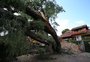 Uma semana após tempestade, 27 ruas seguem bloqueadas por queda de árvore em Porto Alegre