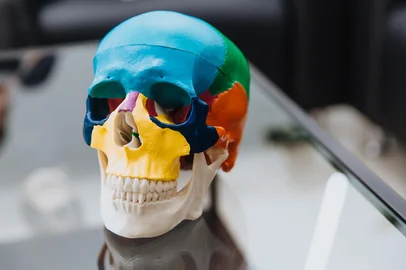 A human skull mannequin stands on a table.On a transparent table lies a human skull mannequin. The model of the skull for maxillofacial surgery and dentistry. Close up. Copy space.Indexador: Alexey GalutvaFonte: 582815205<!-- NICAID(15440934) -->