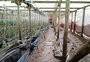 Ciclone afeta produção de hortifrúti no Estado