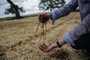 SÃO JERÔNIMO, RS, BRASIL - 2023.11.16 - Cenário da soja no Estado após dois anos de safras prejudicadas pela estiagem. Depois de dois anos de seca, a volta da chuva deve garantir a recuperação da safra de soja. Porém, o excesso de umidade está dificultando o início do plantio, que precisa ocorrer com a terra mais seca. (Foto: André Ávila/ Agência RBS)Indexador: Andre Avila<!-- NICAID(15599663) -->