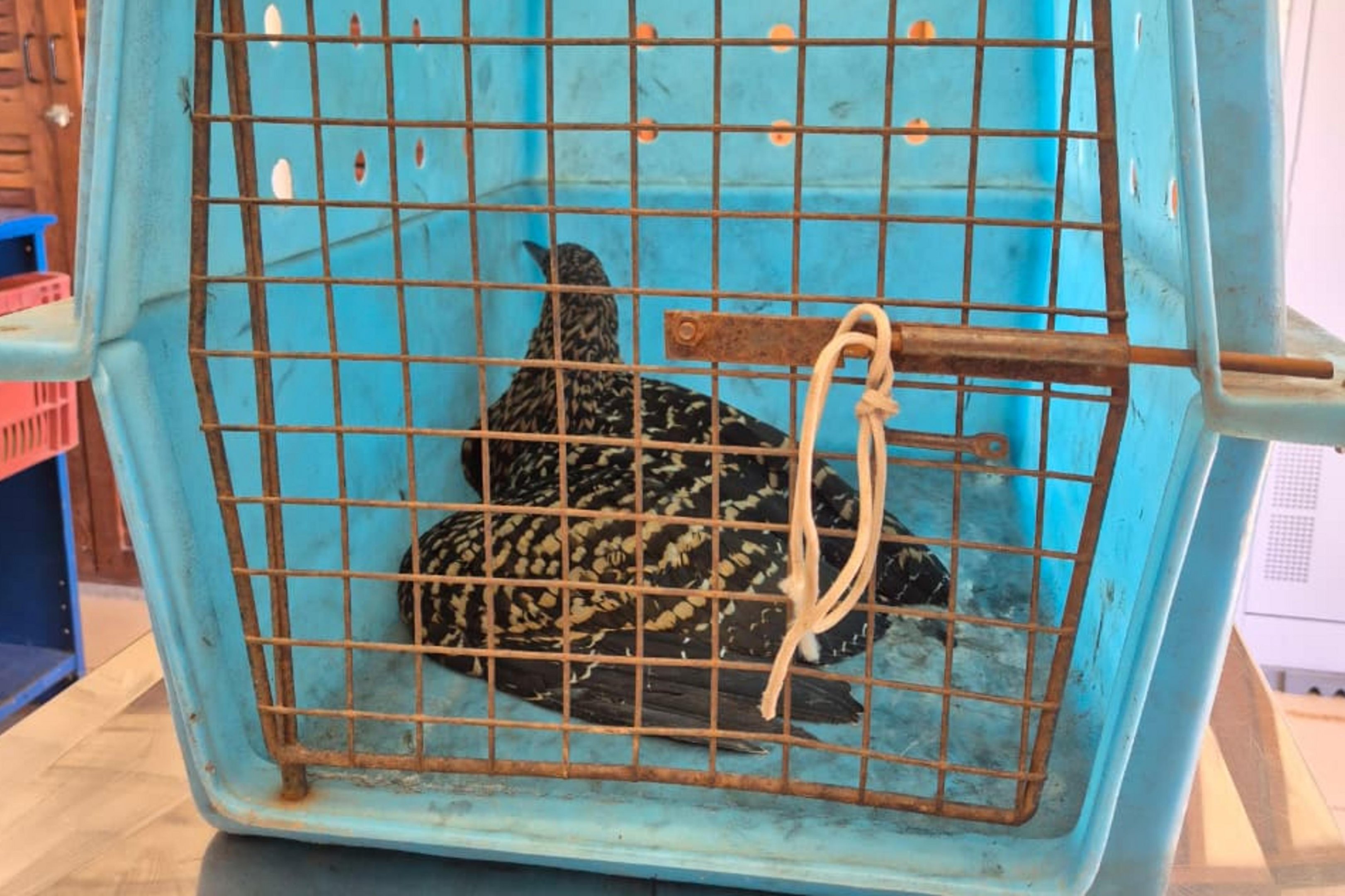 Voc&ecirc; sabe o que &eacute; um soc&oacute;? E um car&atilde;o? Conhe&ccedil;a o "hospital" de animais silvestres no Litoral