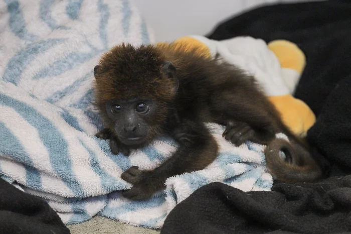 Ulisses Castro / Agencia RBS