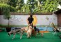 Aumenta os gastos com creches e hotéis para pets no RS