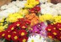 Venda de flores deve crescer até 10% no Dia de Finados