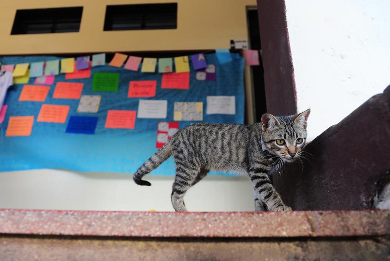 SÃO FRANCISCO DE PAULA, 23/03/2023. Filhote de gato, Orestes, encanta e "educa" alunos em escola de São Francisco de Paula. Adotado em 17 de fevereiro, hoje com de cerca de quatro meses, é o" gato pedagógico" da Escola Estadual de Ensino Fundamental Orestes Leite, com a inclusão nos projetos didáticos e multidisciplinares. (Bruno Todeschini/Agência RBS)Indexador: BTK<!-- NICAID(15383578) -->