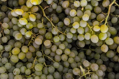 CAXIAS DO SUL, RS, BRASIL, 29/01/2023. Visita ao CEASA para conferir o valor das uvas para o consumidor. (Neimar De Cesero/Agência RBS)<!-- NICAID(15663600) -->