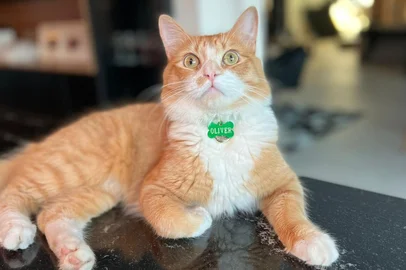 Polícia investiga morte do gato Oliver em condomínio de Cachoeirinha<!-- NICAID(16106070) -->