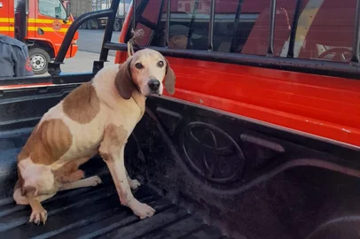 Cachorro resgatado em duto da barragem dos bugres, em São Francisco de Paula.<!-- NICAID(16020527) -->