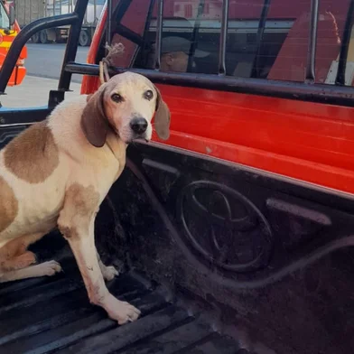 Cachorro resgatado em duto da barragem dos bugres, em São Francisco de Paula.<!-- NICAID(16020527) -->