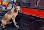 Cachorro é resgatado em duto de nove metros de altura em São Francisco de Paula; veja o vídeo
