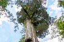 Alerce Milenario (Fitzroya cupressoides) en Parque Nacional Alerce Andino, ChileFonte: 625013487<!-- NICAID(15618568) -->