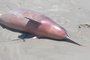 Servidores da Defesa Civil de Rio Grande encontraram mortas 68 toninhas, uma espécie de golfinho