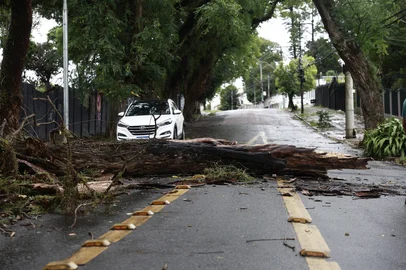 Renan Mattos / Agencia RBS PORTO ALEGRE, RS, BRASIL, 15-12-2025: Queda de árvore na região norte de Porto Alegre. No bairro Leopoldina, na rua Dr. Carlos Maria Bins, a queda da árvore não deixou feridos. Foto: Renan Mattos / Agência RBS<!-- NICAID(16187108) -->