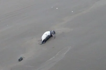 Pinguins mortos são encontrados na orla na Praia do Cassino<!-- NICAID(15480455) -->