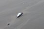 Pinguins mortos são encontrados na orla na Praia do Cassino<!-- NICAID(15480455) -->