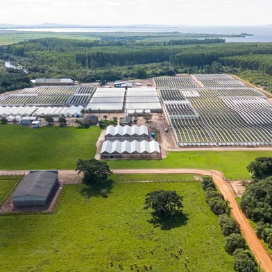 O impacto local e o cronograma da obra do projeto de celulose de R$ 25 bilhões em Barra do Ribeiro<!-- NICAID(15748720) -->