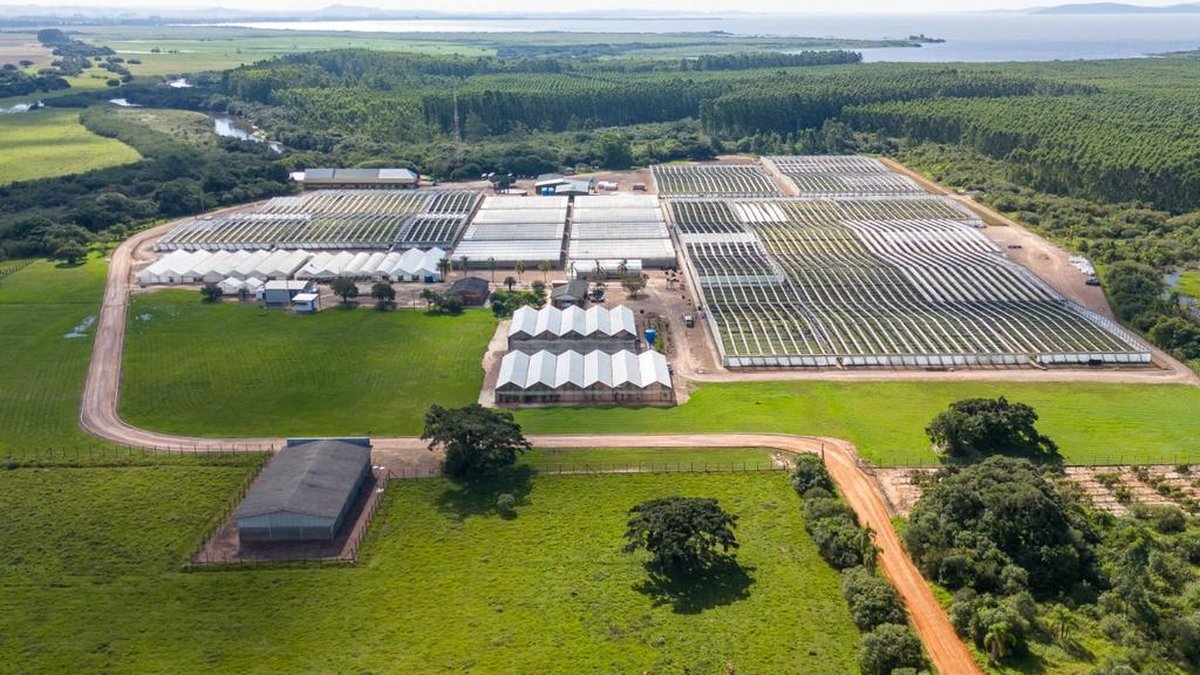 Ok essencial para projeto de celulose de R$ 24 bi no RS