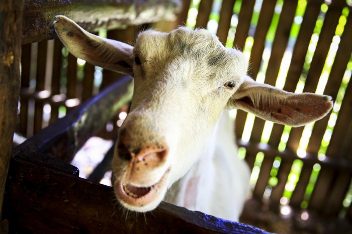 Mateus Bruxel / Agencia RBS