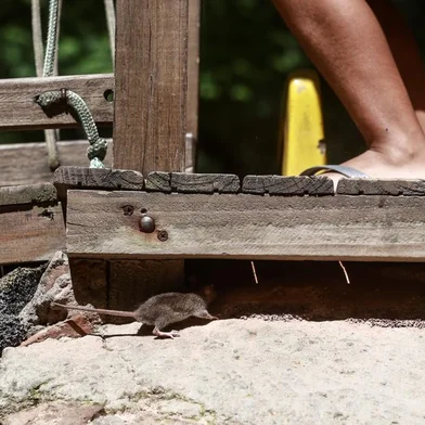 Prefeitura começou restauração nos playgrounds da Redenção. Já na sexta, dia 12, alguns brinquedos estragados foram removidos. Medida ocorre poucos dias após publicarmos matérias sobre problemas em um desses espaços.<!-- NICAID(15649750) -->