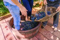 vindima, uva, vinho, bento gonçalves, destemperados, dicas<!-- NICAID(14683667) -->