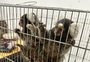 Dois saguis são resgatados em situação de maus-tratos em Porto Alegre