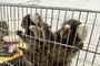 Dois saguis são resgatados em situação de maus-tratos no Humaitá Os animais silvestres, que estavam em uma gaiola pequena e suja, estão sob os cuidados do Ibama <!-- NICAID(15732563) -->