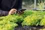 Smart farming using modern technologies in agriculture,Crop monitoringIndexador: thanyapatFonte: 569051277<!-- NICAID(15616240) -->