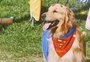 Encontro de Goldens, com temática de Halloween, ocorre neste domingo, em Caxias do Sul