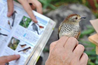 Reserva Particular do Patrimônio Natural (RPPN) da UPF em Passo Fundo<!-- NICAID(16082572) -->