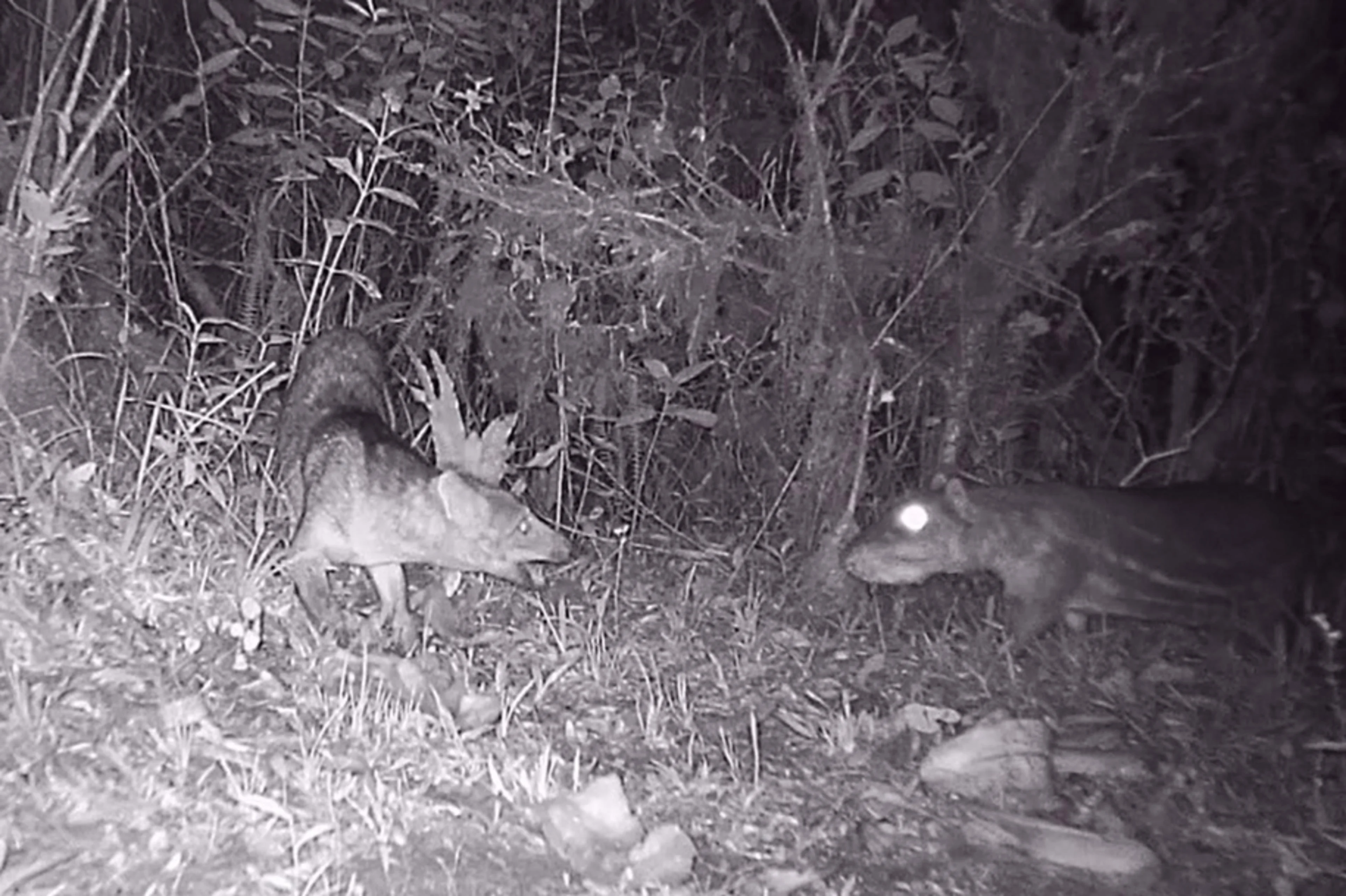 Paulo Roberto Sinigoski / Arquivo pessoal/Divulgação