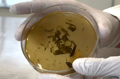Estudantes gaúchos criam curativo biodegradável e vencem etapa regional do maior prêmio ambiental jovem do mundo<!-- NICAID(16288344) -->