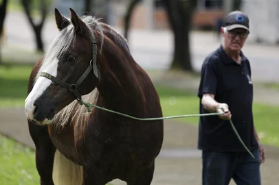 CANOAS, RS, BRASIL, 03-09-2025: O ex-lutador Minotauro entrega o cavalo “Loirinho” à Ulbra, em Canoas. O animal foi arrematado em leilão beneficente para ajudar vítimas da enchente no Vale do Taquari e deve ficar aos cuidados da universidade, numa baia vizinha a do cavalo “Caramelo”. Foto: Mateus Bruxel/Agência RBSIndexador: MATEUS BRUXEL<!-- NICAID(16116325) -->