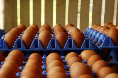 SALVADOR DO SUL, RS, BRASIL, 26/07/2016 - Empresa NATUROVOS, que investe produção de biometano a partir de dejetos orgânicos provenientes do esterco das aves e resto de ovos. Faz parte do Projeto Biogás - Consorcio Verde Brasil  - ECOCITRUS, NATUROVOS e SULGÁS. (FOTO: CARLOS MACEDO/ AGÊNCIA RBS).<!-- NICAID(12341497) -->