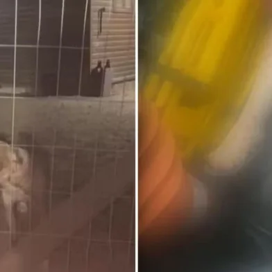 Um cachorro de um vizinho invadiu uma casa e atacou uma mulher em Porto Alegre no domingo (14). O animal ainda matou dois cães que estavam na rua, de acordo com a Brigada Militar (BM).<!-- NICAID(16124202) -->