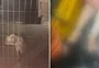 Polícia responsabiliza tutor de cachorros que fugiram, invadiram casa de vizinha e a atacaram em Porto Alegre