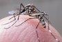 Quase 4 bilhões de pessoas correm risco de infecção pelos mosquitos Aedes no mundo, alerta OMS