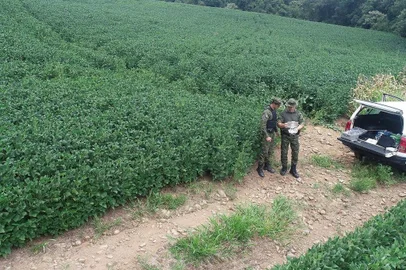 3º Batalhão Ambiental da Brigada Militar flagra 105.600 metros quadrados de área desmatada na Serra Gaúcha<!-- NICAID(15689077) -->