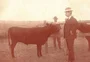 A raça que chegou ao Brasil pelas mãos de Assis Brasil e completa 120 anos