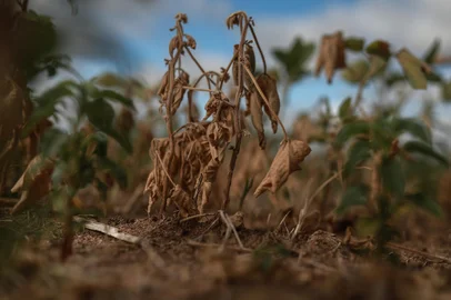 Santa Maria, RS, Brasil, 21-01-2025: Estiagem na região central do Rio Grande do Sul prejucida a produção de soja. Foto: Renan Mattos / Agência RBS<!-- NICAID(15958337) -->