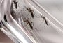 Brasil é o país com mais casos de dengue no mundo, alerta OMS