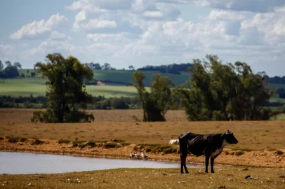 CACHOEIRA DO SUL - 2023.02.06 - Estiagem em Cachoeira do Sul. Tristao Pinto da Silva sofre com falta de água em sua propriedade. Gasta 15mil reais a mais com ração para complementar alimentação dos animais, e seu açude secou. FOTO: André Ávila, Agência RBS<!-- NICAID(15345135) -->