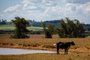 CACHOEIRA DO SUL - 2023.02.06 - Estiagem em Cachoeira do Sul. Tristao Pinto da Silva sofre com falta de água em sua propriedade. Gasta 15mil reais a mais com ração para complementar alimentação dos animais, e seu açude secou. FOTO: André Ávila, Agência RBS<!-- NICAID(15345135) -->