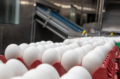 Exportações de ovos aumentam 150% no primeiro semestre de 2023<!-- NICAID(15486825) -->