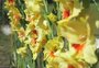 Projeto ensina produtores a fazerem buquês de flores para venda
