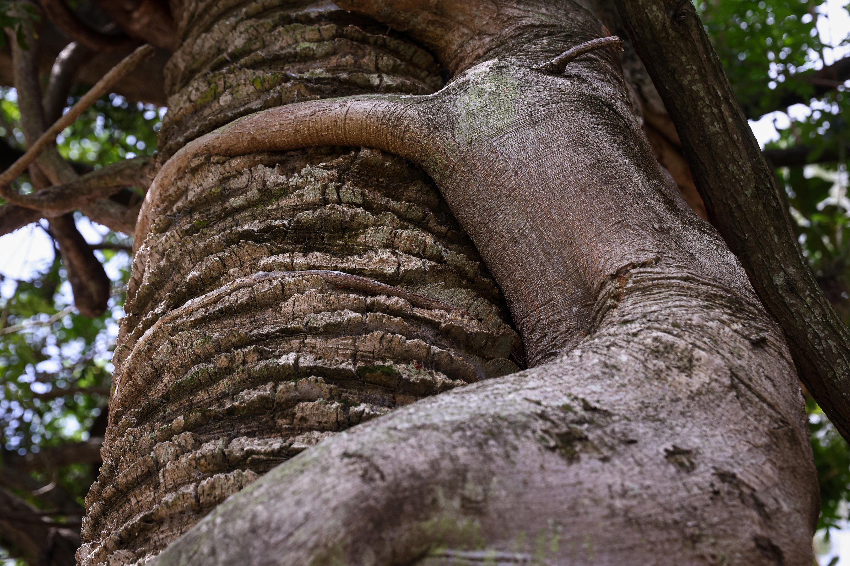 Conhe&ccedil;a tr&ecirc;s &aacute;rvores curiosas do Parque da Reden&ccedil;&atilde;o, em Porto Alegre