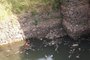 Baixo nível do Rio dos Sinos reduz a oxigenação da água, aumenta a concentração de poluentes e provoca a mortandade de peixes<!-- NICAID(14982125) -->