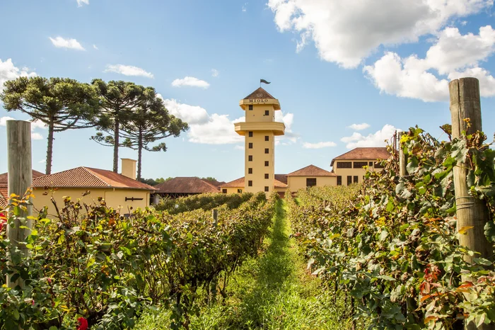 Miolo / Divulgação