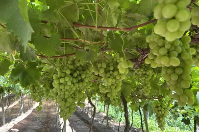 Clima favorece qualidade e produtividade da uva na região<!-- NICAID(16214810) -->